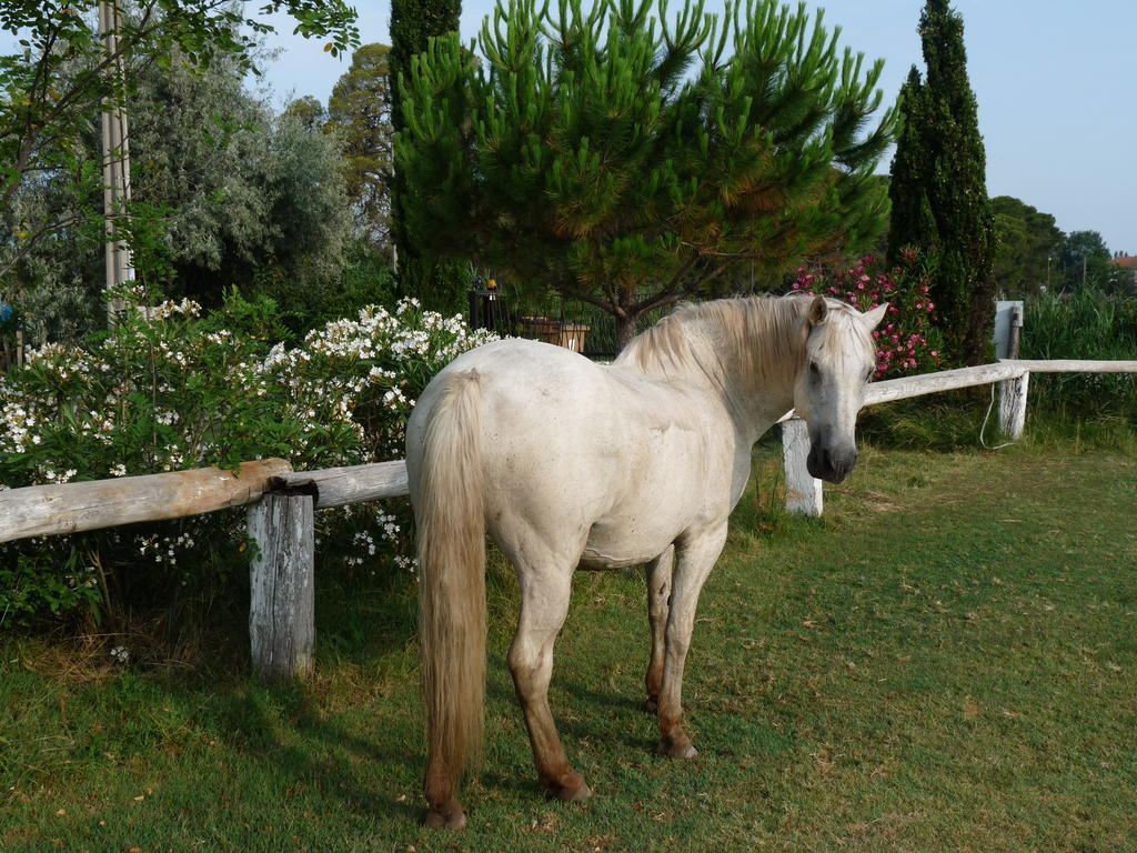Bergerie D'Alivon En Camargue Bed & Breakfast Albaron Dış mekan fotoğraf